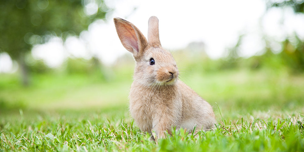 [画像]動物実験を行いません －クルエルティフリー－