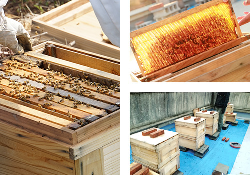 [画像]養蜂 ～ Bee Farm ～