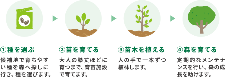 イラスト：①種を選ぶ→②苗を育てる→③苗木を植える→④森を育てる