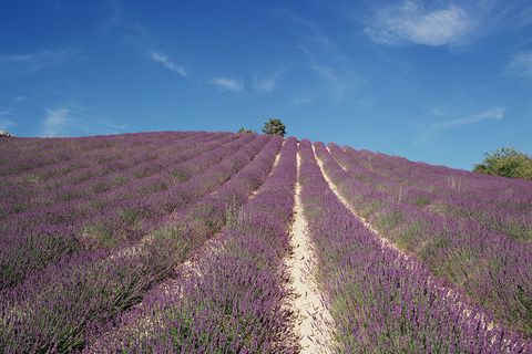 フランスのパートナーファーム